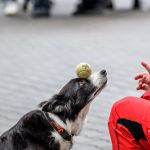 Nahrávám obrázek...100%